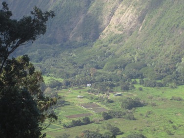 Patches of crops in Waipio Valley.